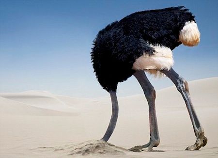 Cranial-silicosis (NB: ostriches don't actually do this, but beeminders do!) An ostrich with its head in the sand