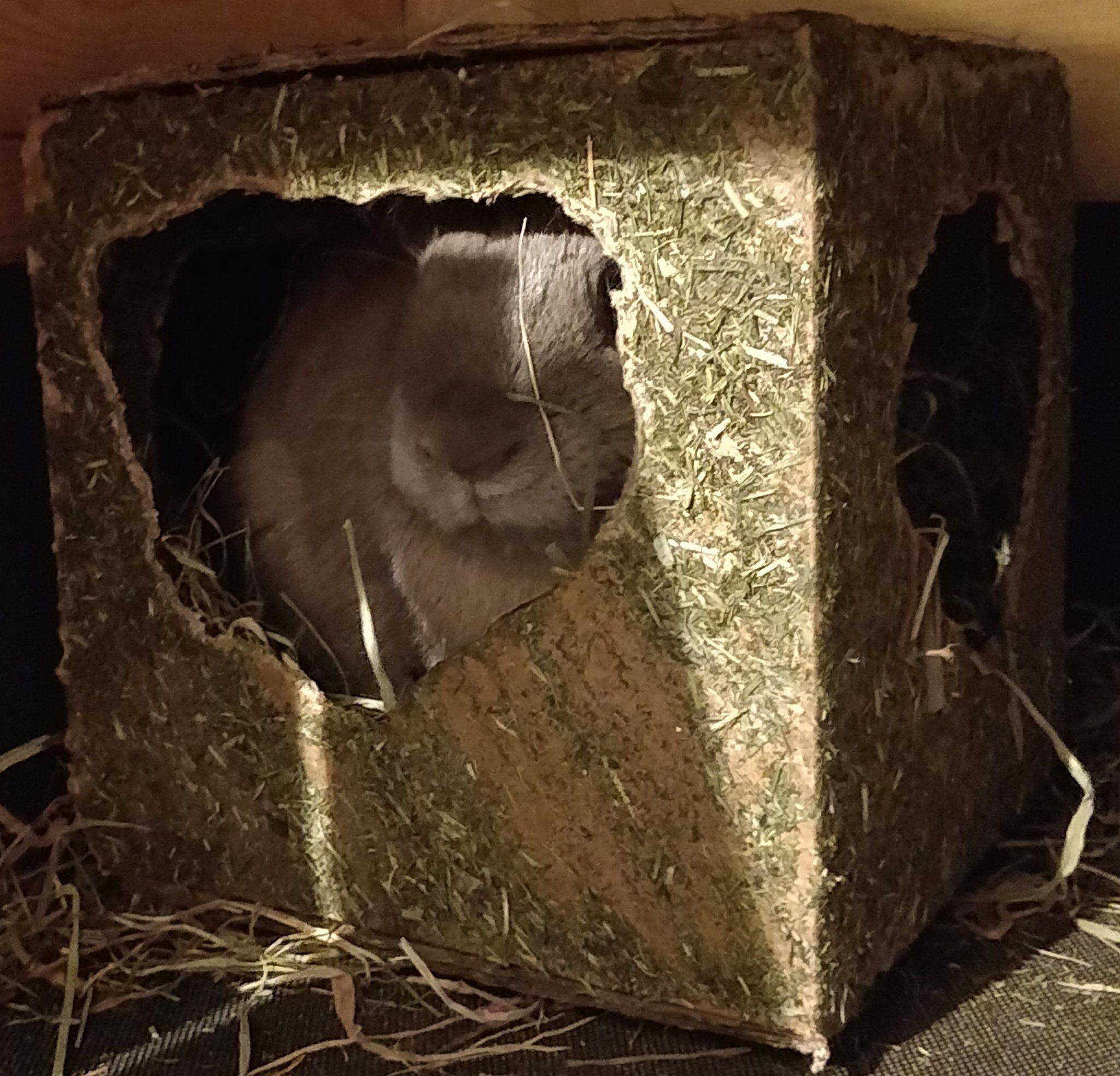 Bun in box Bunny in a box